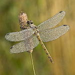 Dewey Four Spot Chaser