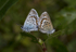 Silver Studded Blue Butterflies mating in Shropshire
