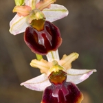 Ophrys sphegodes ssp majellensis (Ophrys passionis ssp majellensis)