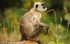 Langur dreaming.