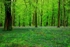 Beech Wood Bluebells