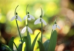 Snowdrop3