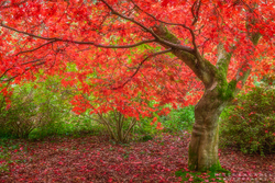 Red Acer