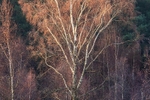 Wareham Forest 2