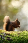 Red Squirrel 2