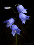 Harebell (03)
