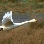 Whooper Swan