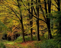 Autumn Leaves