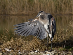 Great Blue Heron _0003