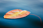 Lily Pad #1--Rankin River System