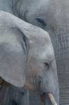 Three elephants (loxodonta africana) in Etosha National Park, Namibia
