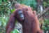 Wild orangutan (Pongo) Borneo_012