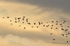 Pink-footed Geese
