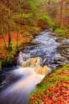 Autumn Hamsterley.   ref 9790