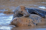 Atlantic Grey Seal