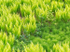 JULY GREEN