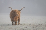 Highland Cow, Goldings: 311E