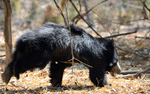 Sloth bear runing
