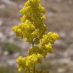 Lady's bedstraw (Galium verum) also yellow bedstraw