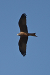 Yellow-billed Kite portfolio