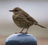 Rock Pipit with insect near Elizabeth Castle, St. Helier