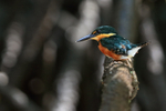 American Pygmy Kingfisher, side view, Sierpe River, Costa Rica