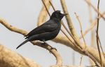 White-fronted Black Chat.
