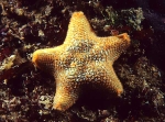 Asterina gibbosa