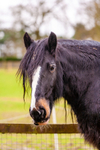 Black horse_1388 83