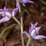 Red Helleborine (Cephalanthera rubra)