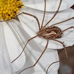Harvestman (Metaphalangium cirtanum)