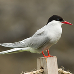 Arctic Tern