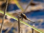 Four-spotted Chaser