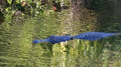 AnimalsCreatures 053