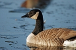 Canada Goose