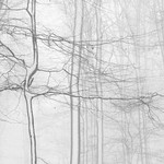 Trees in snow 2.