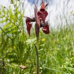 Heart-lipped Serapias (Serapias cordigera)