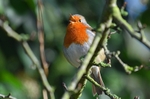 Robin