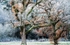 Siamese trees in the frost