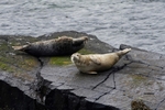 Fife_Gillemot 0012