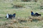 Black Grouse