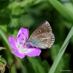 Geranium Argus (Eumedonia eumedon)