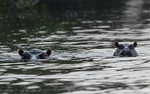 The last hippos in Loango