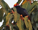 Violet Turaco