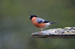 Bullfinch