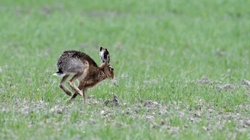 Hares 2018_0004