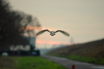Barn Owl