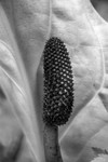 Skunk Cabbage