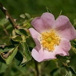 Dog Rose (Rosa canina) 