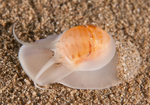 Euspira catena